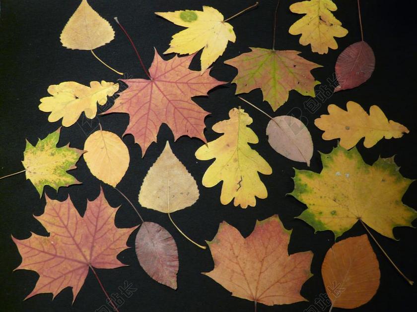 秋天树叶 按下 修补匠 按工作表 橡树 榉木 枫叶 白杨