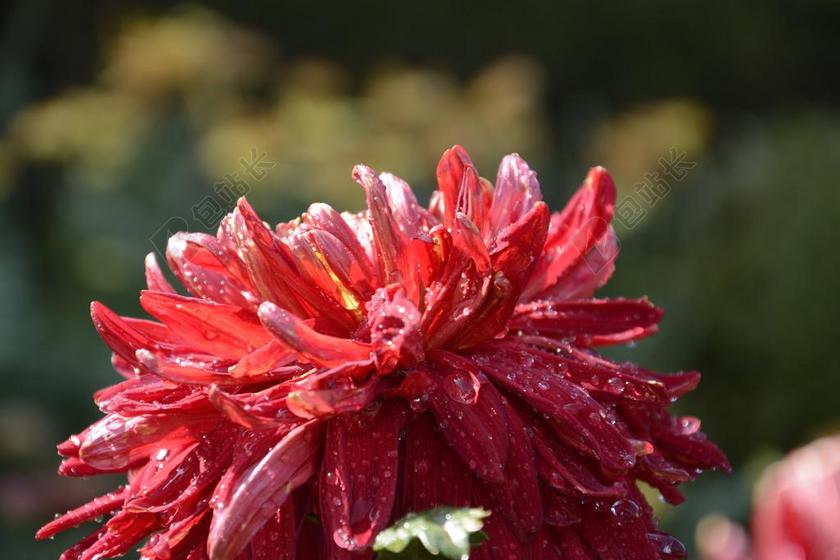 沈阳 中山广场 菊花展 重阳节