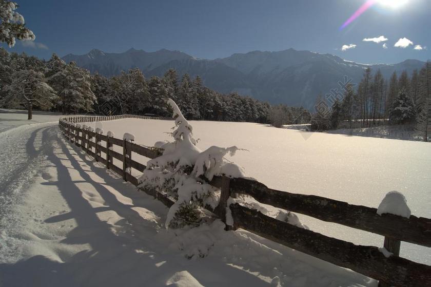 旅游清新冬季灌木丛背景图片