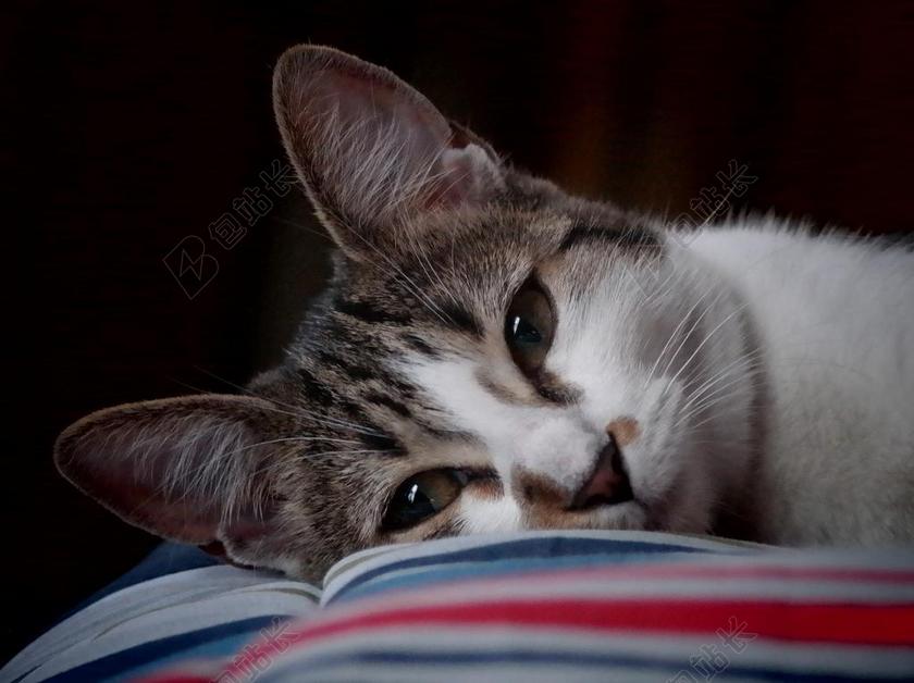 猫 脸 肖像 宠物 家养 猫的 可爱 眼睛 头 关闭了