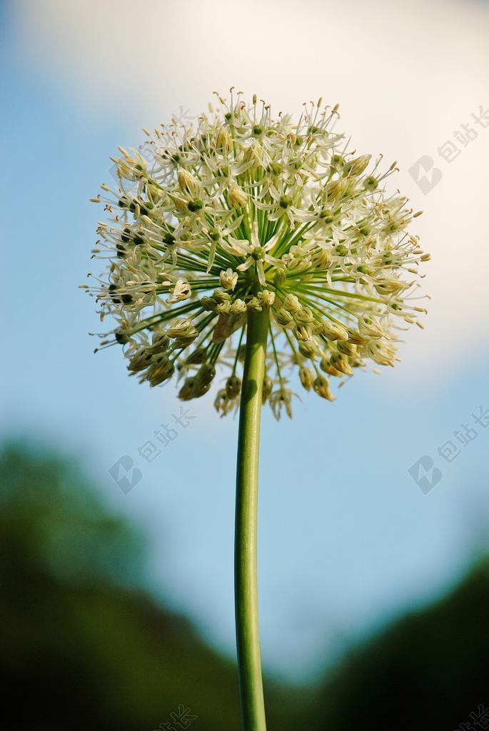 花的 植物 自然 开花 盛开 花瓣 有机 干 植物学
