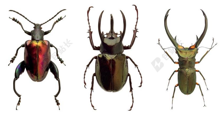甲虫 昆虫 性质 宏 昆虫飞行 多彩 甲壳素 节肢动物门