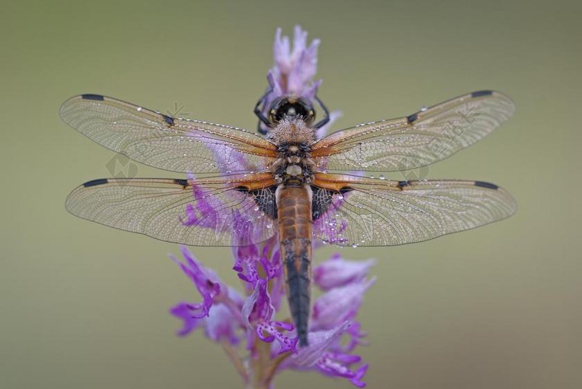 摄影唯美停留在紫色花上的蜻蜓背景图片