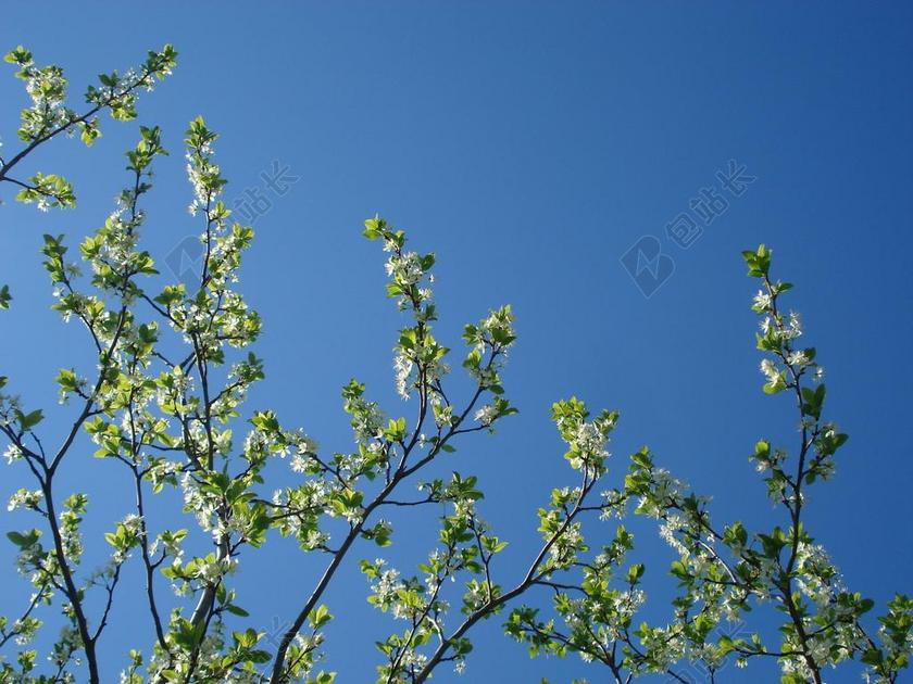 榆叶梅 春 鲜花 棵开花的树 春天 树 树干 叶子 分支机构