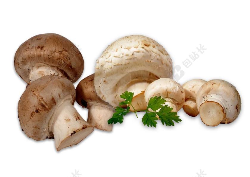 蘑菇 白蘑菇 棕色蘑菇 性质 答案是肯定的 蔬菜 食用 厂