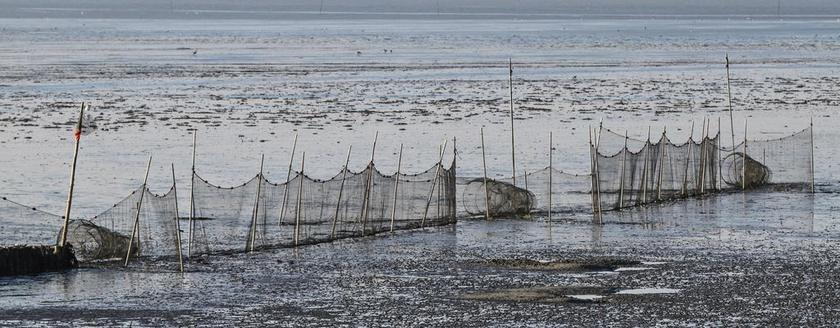 鱼 陷阱 鱼网 网络 捕鱼 鱼 海岸 北海 瓦登海