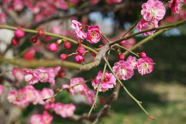 植物春天枝头上的粉红桃花背景图片