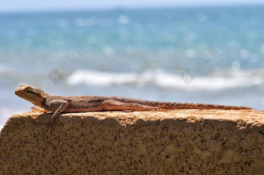 蜥蜴 壁虎 爬行动物 太阳 海 晒黑 塞内加尔 宏
