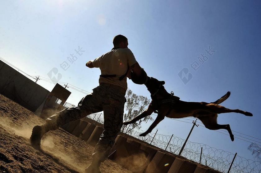 摄影自然户外训练狗背景图片