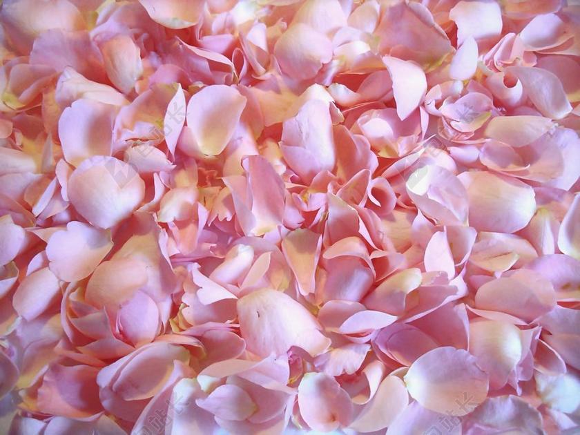 花卉 玫瑰 玫瑰花瓣 性质 粉红色的玫瑰 粉红色 可爱的 浪漫