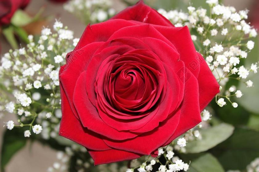 植物绽放的红色玫瑰背景图片