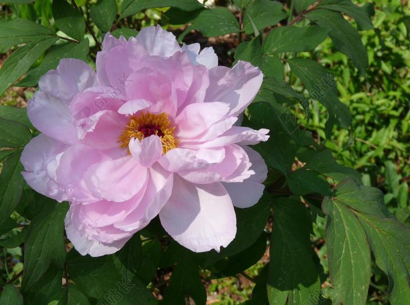 摄影清新牡丹花背景图片