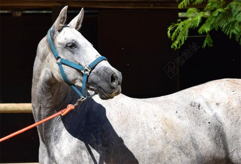 安达卢西亚 安达卢西亚马 马 动物 自然 白 马术 纯繁