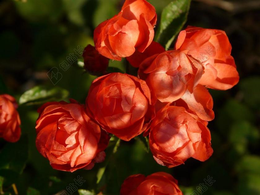 玫瑰花蕾 玫瑰花 玫瑰 蔷薇 球面 属 红色 花 鲜花 厂