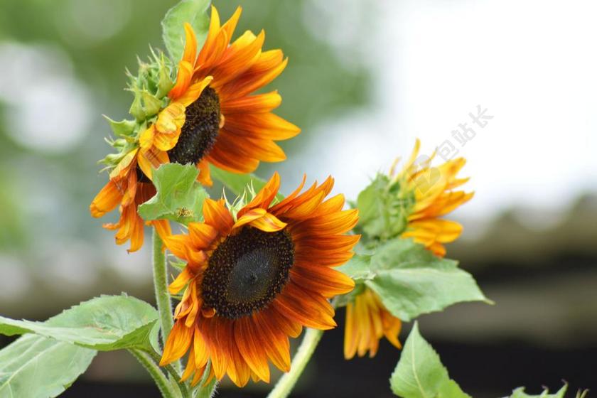 广告清新向日葵背景图片