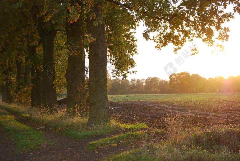 树 橡树 光 日落 景观