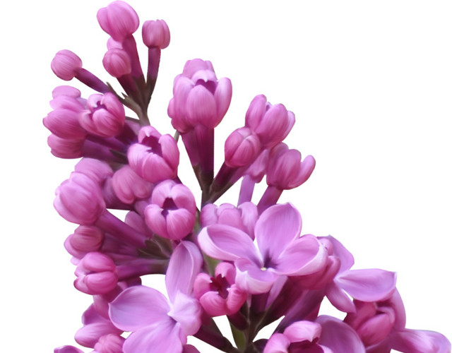 紫荆花紫色花朵装饰设计