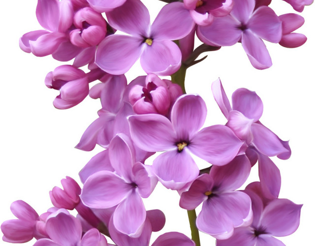 紫荆花紫色花朵装饰设计
