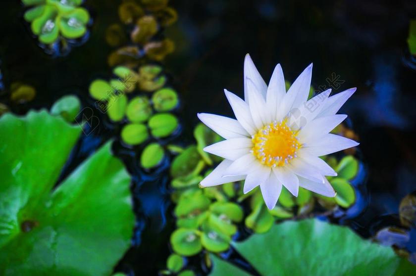 莲花 在池塘里的莲花 水百合 池 水 植物 自然 开花 花园