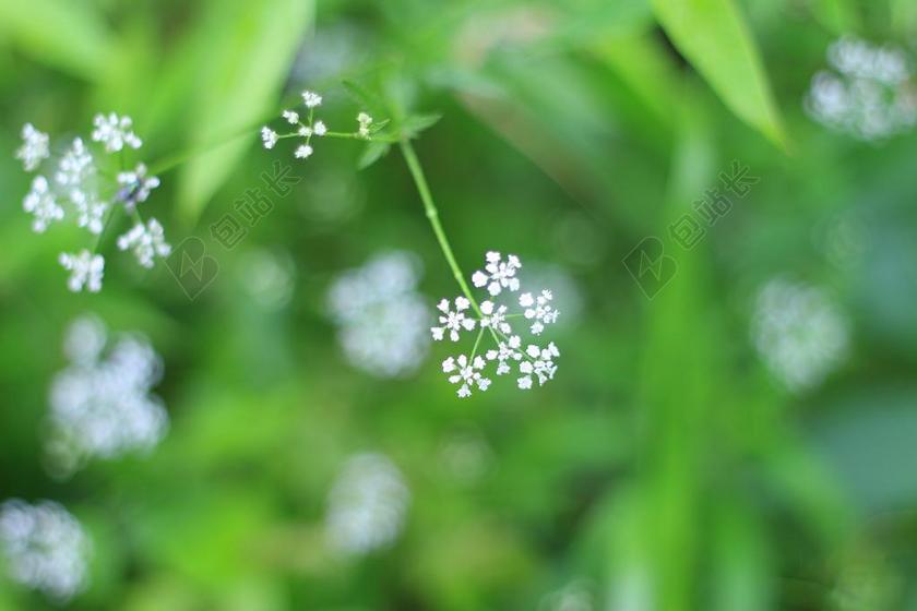 绿 清新 小花 春天的 天性 绿色的 草甸 花园 草药