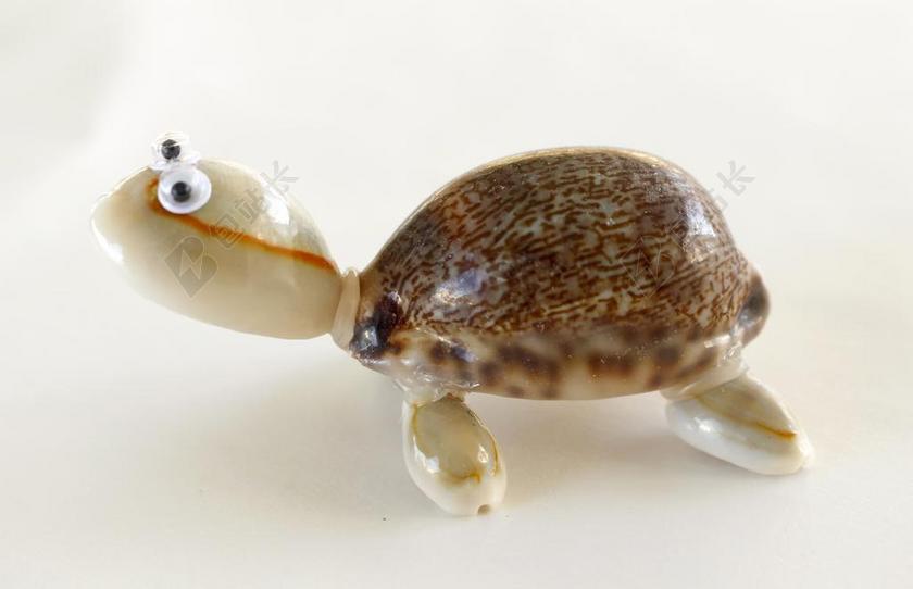 龟 海贝壳 工艺品 炮弹