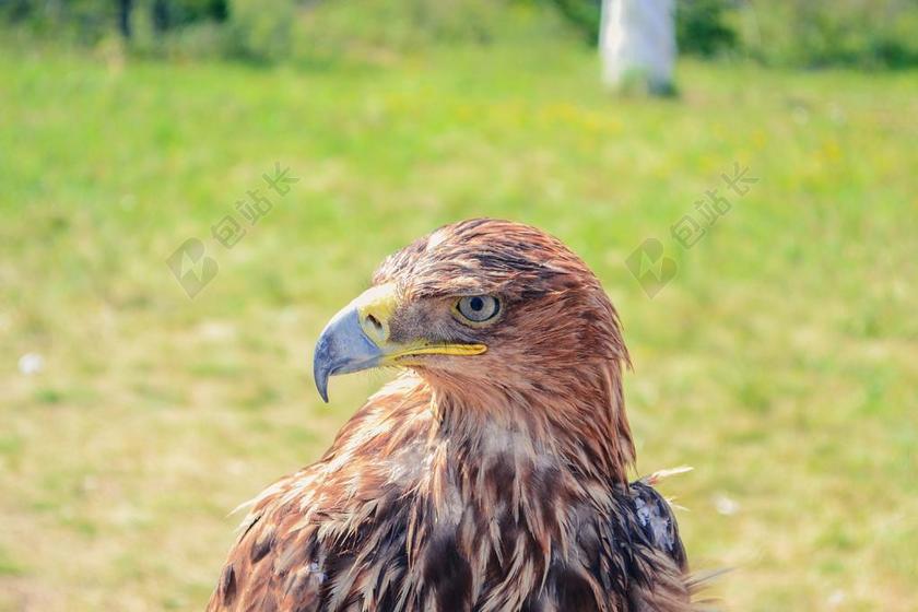 金雕 哈 BOROVOYE 鸟 捕食者
