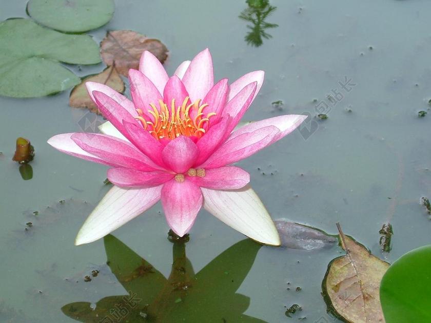 自然粉红色百合花背景图片