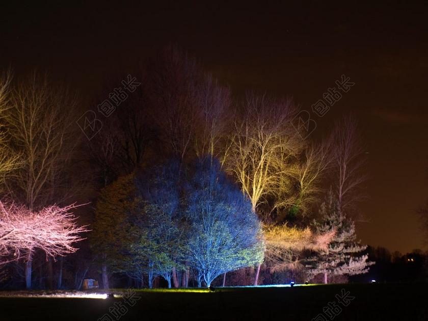 英格兰 英国 西昂公园 魔法 林地 树 夜 晚上 灯 照明