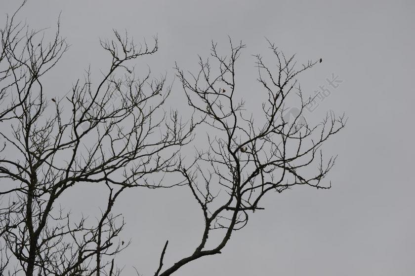 枯枝 冬天 秋天