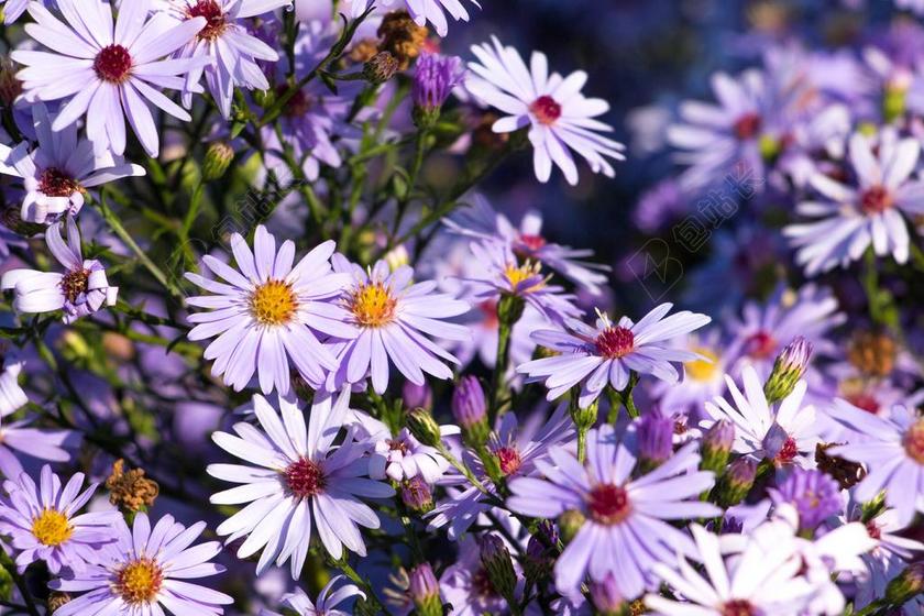 ASTERS 鲜花 紫 秋季 开花 厂 秋ASTERS 秋花