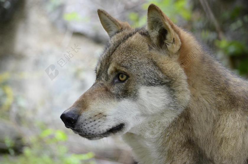 简约狼头部特写背景图片
