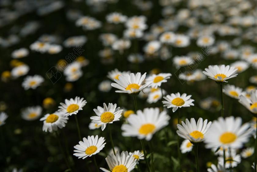 春天 小菊 花田 失焦 公园 春天的花朵 5 月