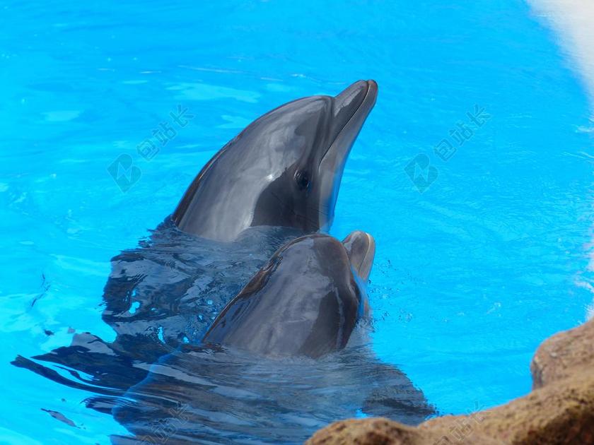 动物唯美宽吻海豚背景图片