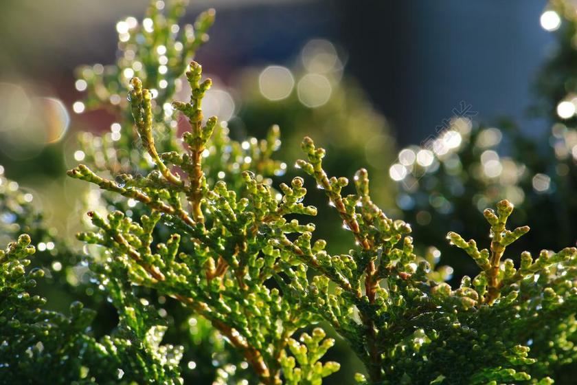 桧木 一滴水 珠绣 柏杉 柏树下玻璃 分支机构 科 柏树店