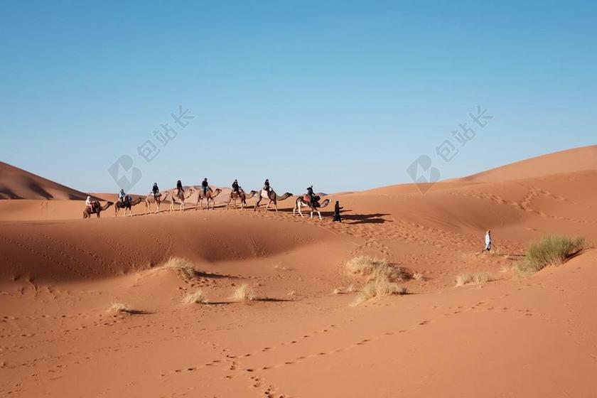 旅游清新沙漠骆驼商队背景图片