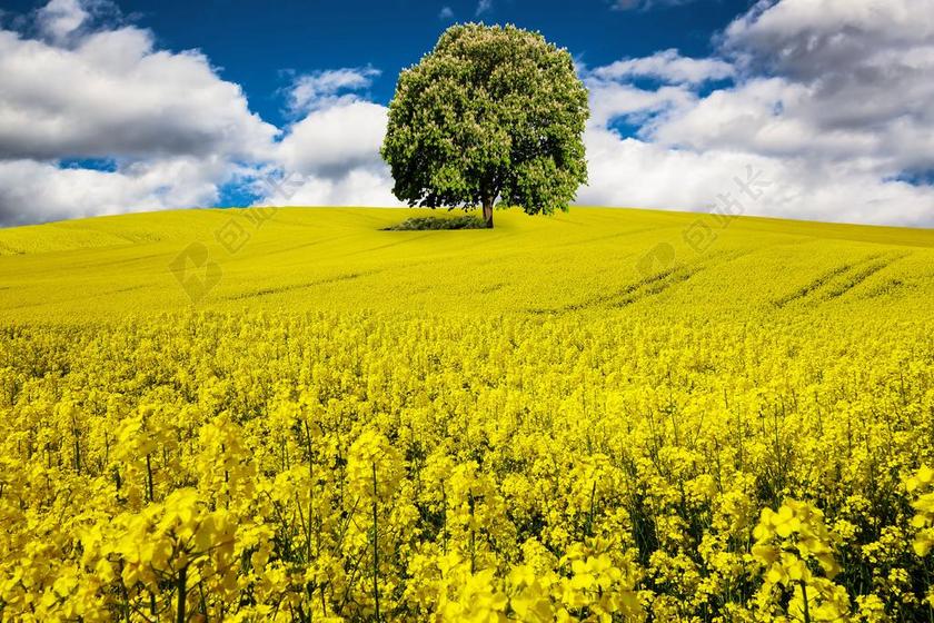 自然油菜籽场背景图片