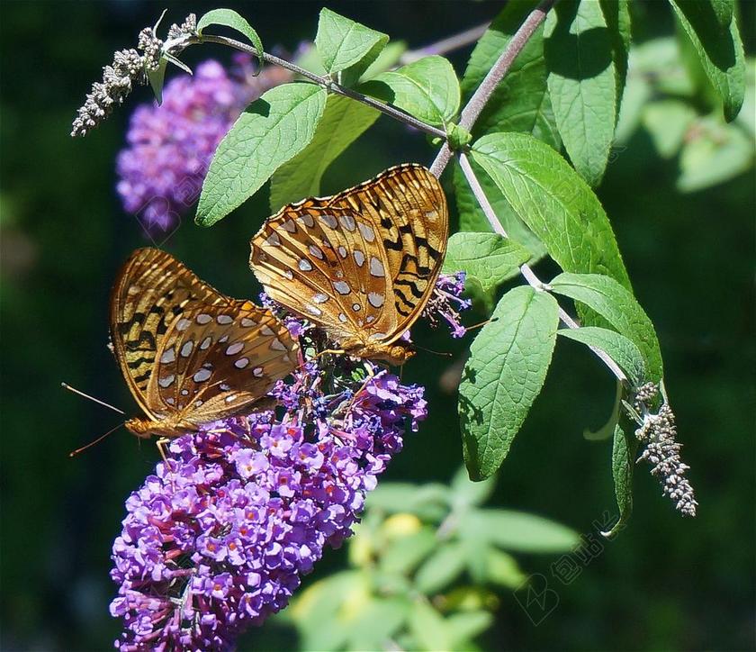 贝母蝴蝶 蝴蝶 自然 昆虫 蝴蝶布什 鲜花 开花 盛开 花园