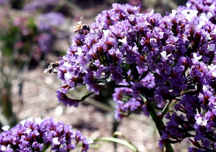 清新紫色花朵上的蜜蜂觅食背景图片