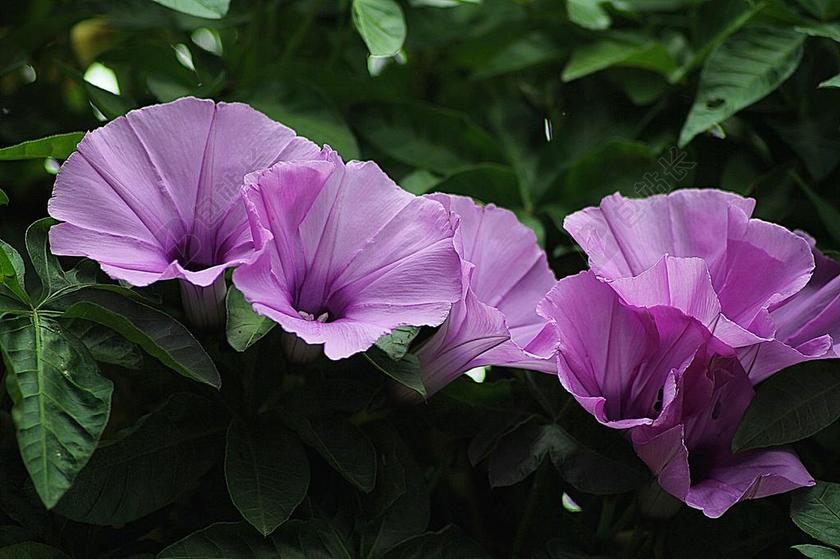 牵牛花 花的 植物 自然 开花 盛开 花瓣 有机 干
