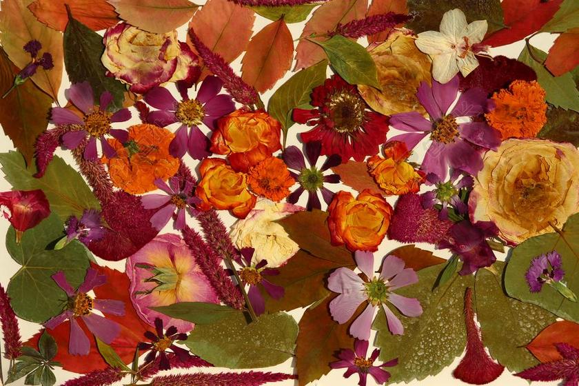 彩色植物纹理平铺的花朵和叶子背景图片