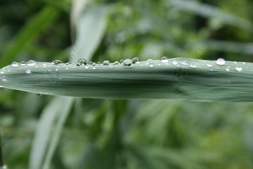 清晨的露珠露水在草绿叶上背景图片