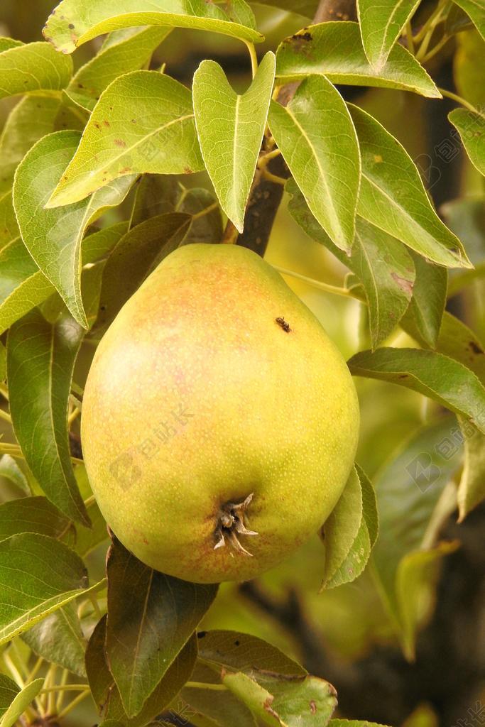 梨 绿色 科 水果
