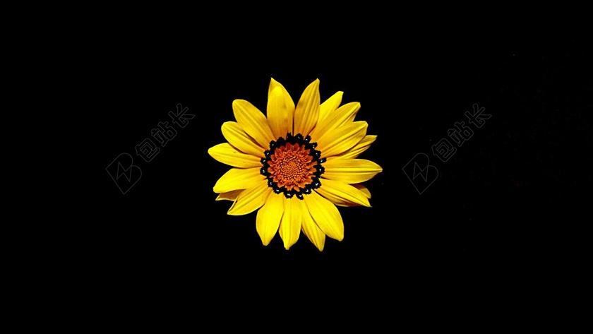 黄黑植物鲜明黑色背景下的向日葵植物鲜花背景图片