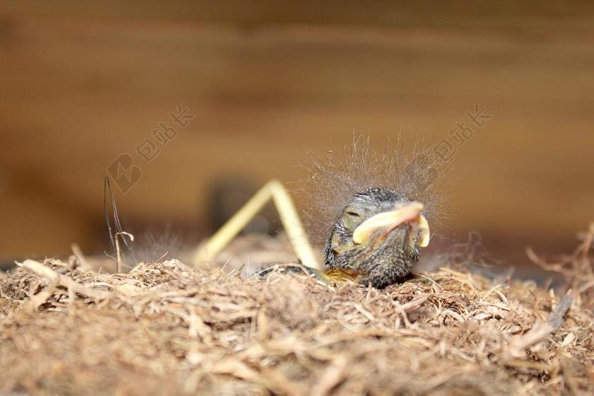 鸟 鸟巢 房子 巢 孵化 饥饿