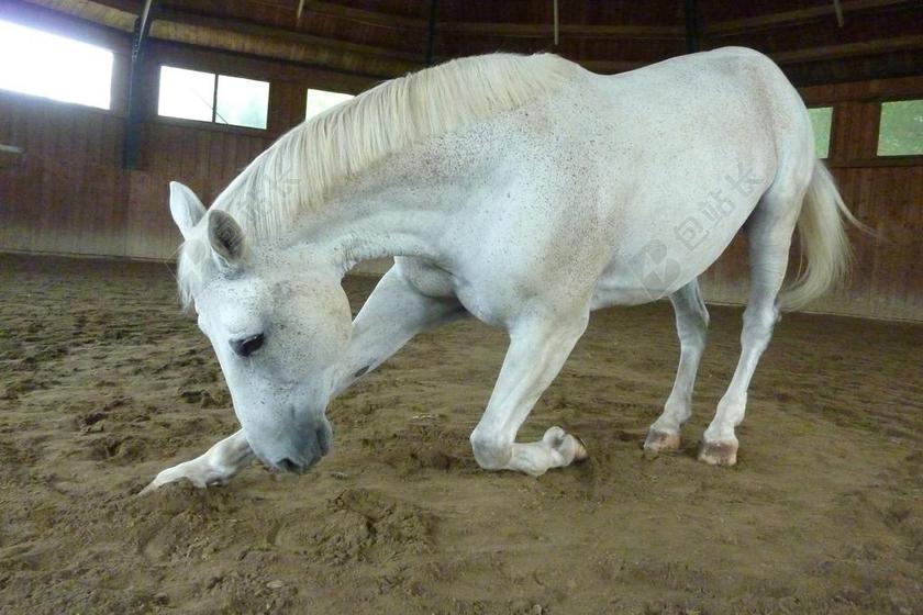马 动物 弓 低头 性能 跪 特写