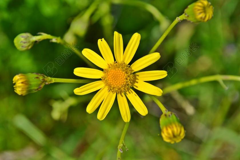 鲜花 黄色 黄色的花朵 黄春菊 黄甘菊 性质 野花 植物