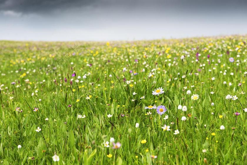 花 野生花卉 春 河 草原 景观 自然 天空 草 景区