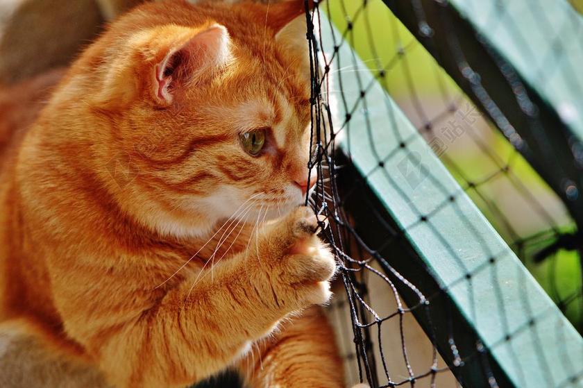 猫 宿醉 红色 可爱 鲭鱼 虎 甜 动物 国内的猫 毛皮