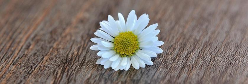 雏菊 花 开花 白 木 关闭