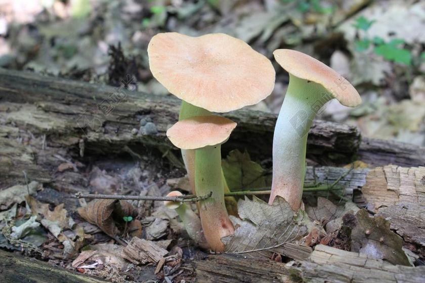 食用 杏鲍菇 森林 菌类 平菇 小号 蘑菇菌类